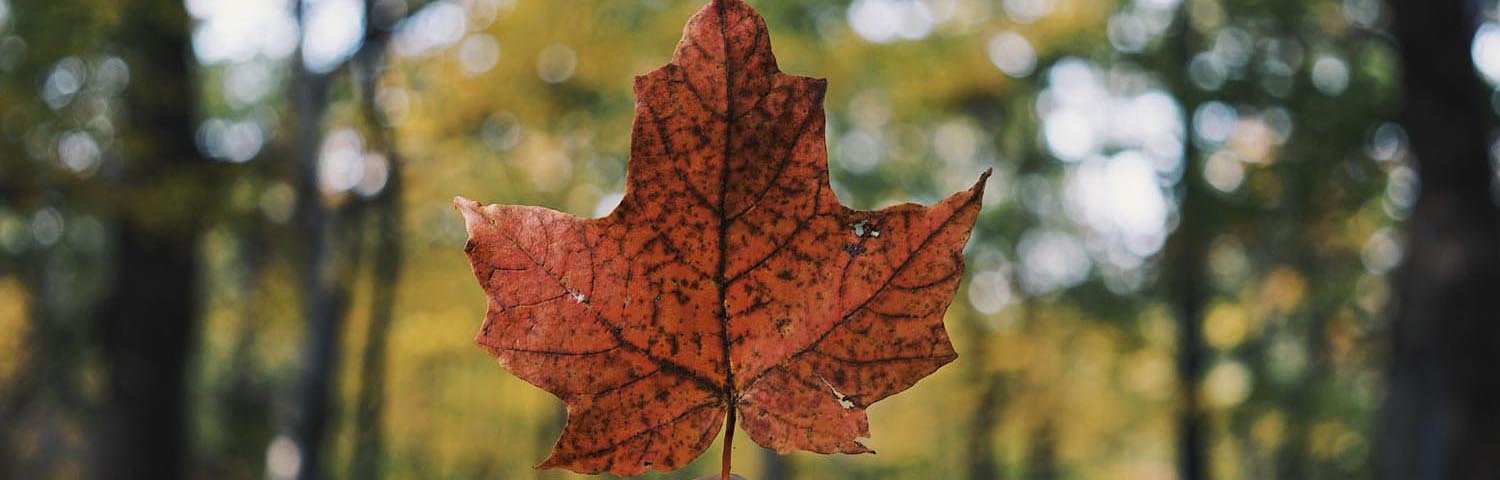 Courses available all year round!